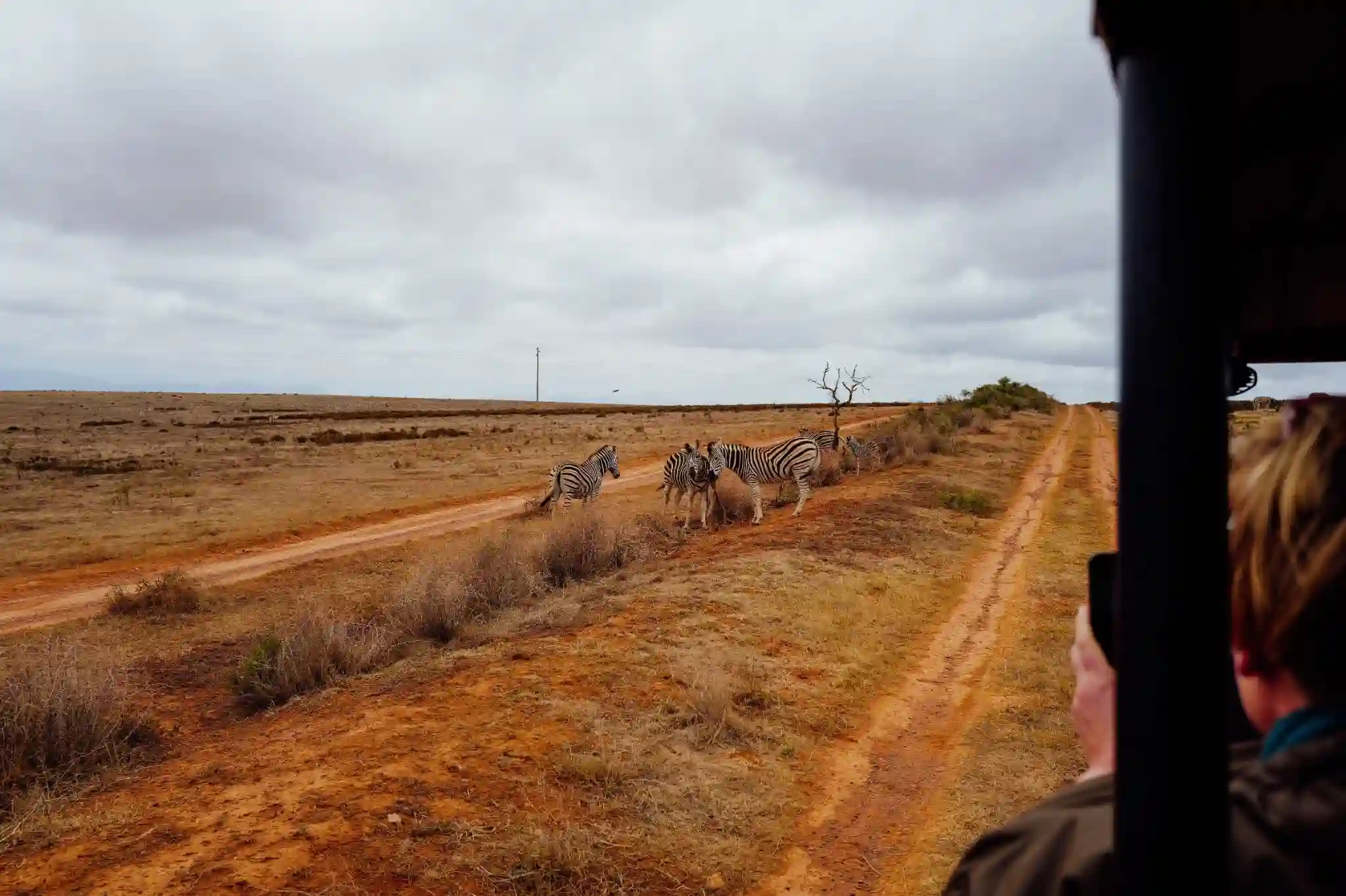 Wildlife