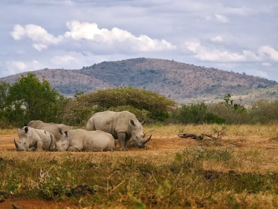 South Africa Safari Adventure